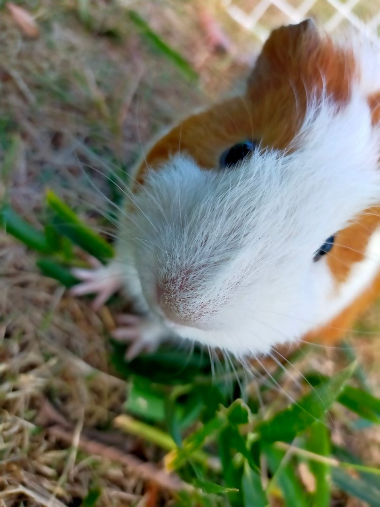 のたっと~人と動物を結ぶ会~